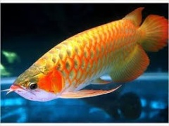 Crossback Golden Arowana and Other Arowana Species