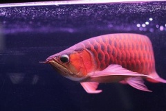 Crossback Golden Arowana and Other Arowana Species