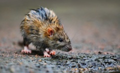 Malum Pest Control Portsmouth