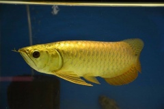 Crossback Golden Arowana and Other Arowana Species